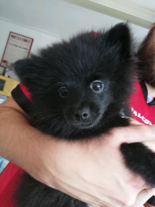 black teddy bear pomeranian